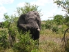 Africa 1 014